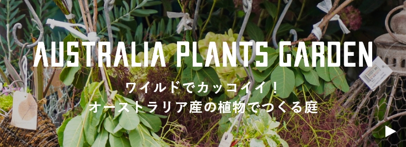 ワイルドでカッコイイ！オーストラリア産の植物でつくる庭