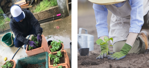 庭の準備ができたら、早速植物を植えてみましょう。