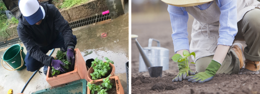 庭の準備ができたら、早速植物を植えてみましょう。