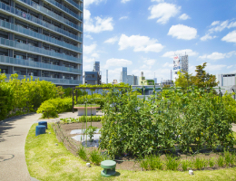 屋上菜園