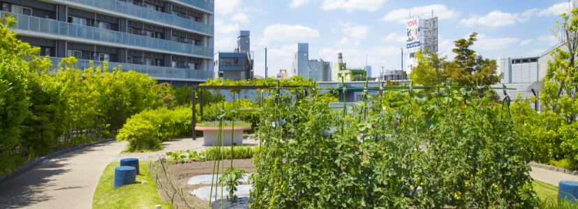 屋上菜園