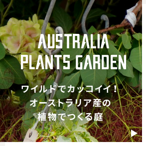 “ワイルドでカッコイイ！オーストラリア産の植物でつくる庭